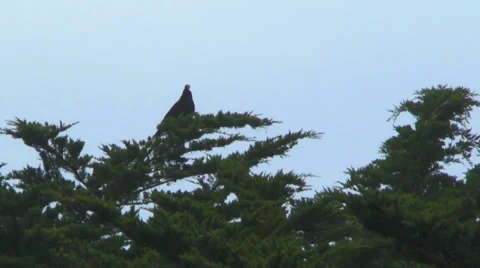 A Turkey Vulture Sitting in a Tree Stock Footage 50058879
