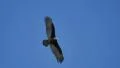 Turkey Vulture Slow Motion 96fps 01 Big Sur California HD Footage