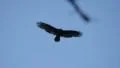 Turkey Vulture Slow Motion 96fps 02 Big Sur California HD Footage