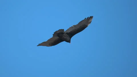 Turkey Vulture Soaring Stock Footage 223949334