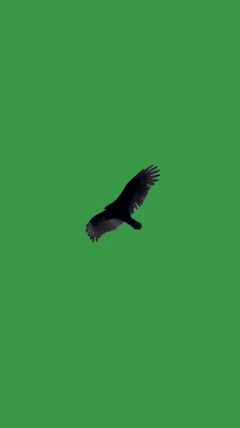 Turkey Vulture Soaring on Green Screen Vertical Stock Footage 346785721
