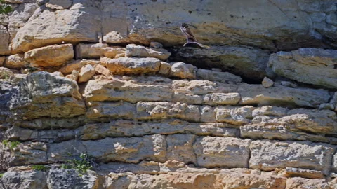 Turkey Vulture Soars Over Ancient Limestone Cliffs Video Slow Motion Video stock 320793476