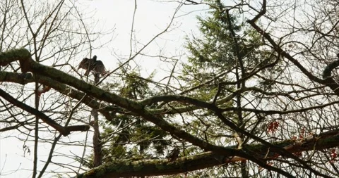 Turkey Vulture Spreading Wings Stock Footage 240437229