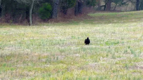Turkey Vulture Taking Flight from Ground (Cathartes Aura) Video stock 10714928