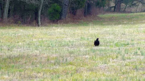 Turkey Vulture Taking Flight from Ground (Cathartes Aura) Slow Motion Stock Footage 10715457