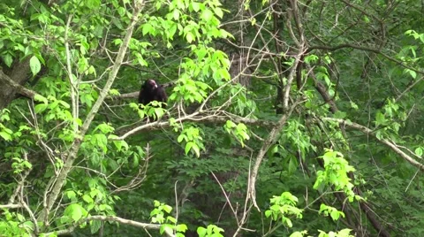 Turkey vulture on tree branch flies away Stock Footage 63324972