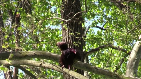 Turkey vulture in tree Vidéo 75399152
