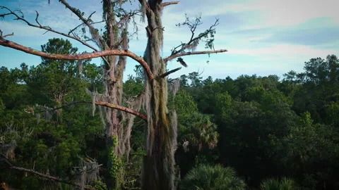 Turkey Vulture Tree Stock Footage 133389862