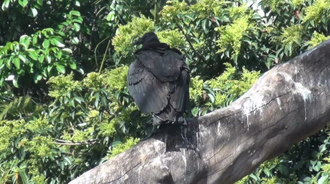 Turkey vulture in the wild Stock Footage 36478461