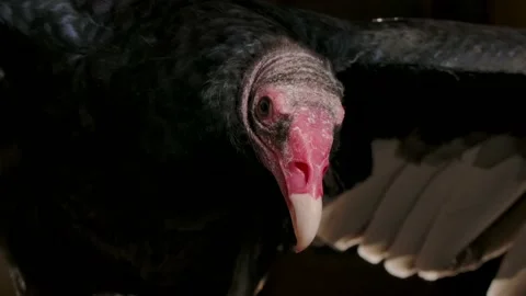 Turkey vulture with wings spread Stock Footage 170837003