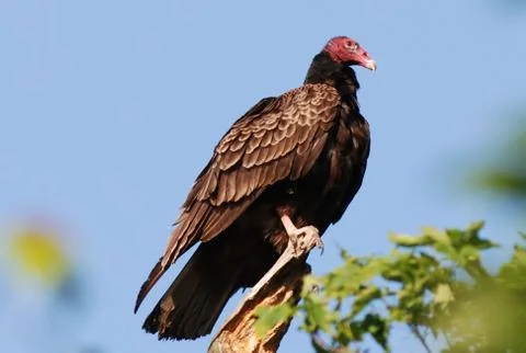 Turkey vulture2 Stock Photos