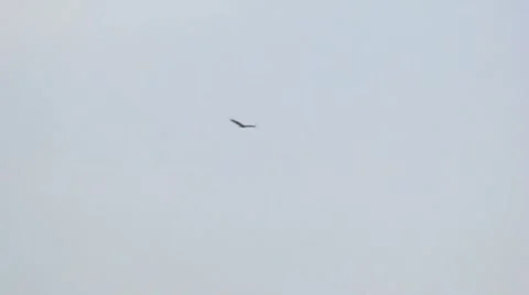Turkey Vultures:  1 Mostly Solo Stock Footage 8682635