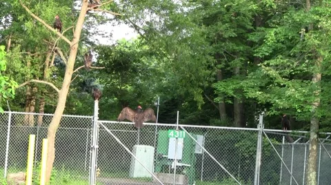 Turkey vultures 2 Видео 8566905