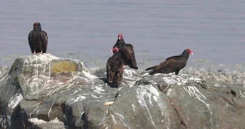 Turkey Vultures On Beach Rock Stock Footage 143524005