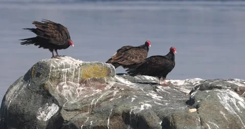 Turkey Vultures On Beach Rock Stock Footage 143524464