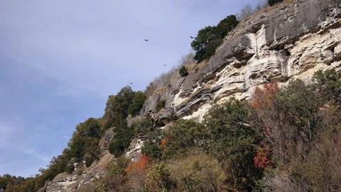 Turkey Vultures Flying along a bluff - riding the updrafts - 4K Stock-Footage 290891166
