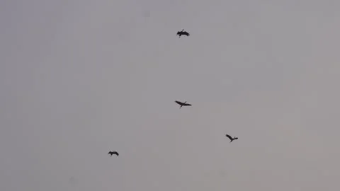 Turkey Vultures Gracefully Soaring Skyward Stock-Footage 328529024