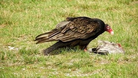Turkey Vulture's Having a Meal Vídeos de archivo 74222030