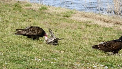 Turkey Vulture's Having a Meal Stock Footage 74222057