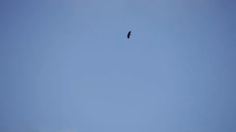 Turkey vultures high in the sky Video stock 46264470