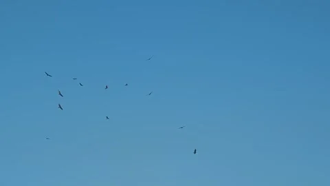 Turkey Vultures kettle flying in circles on thermals in the air 库存影片 342335551