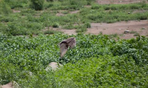 Turkey Vultures Stock Photos