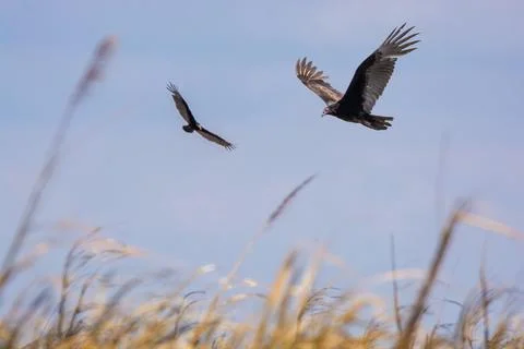 Turkey Vultures Stock-Fotos