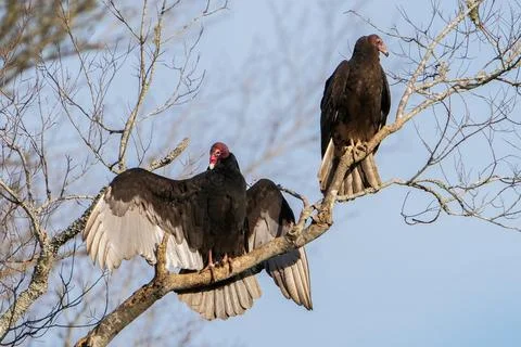 Turkey Vultures Stock Photos