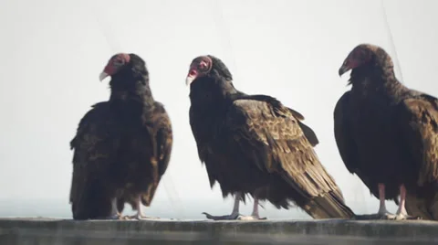 Turkey Vultures on a Railing 库存影片 37350863