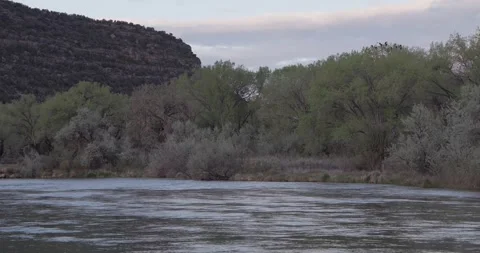 Turkey Vultures Roosting in Tree by Slow River at Sunrise Stockbeeldmateriaal 333598937