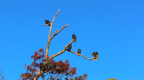 Turkey Vultures on Tree Stock Footage 36020066