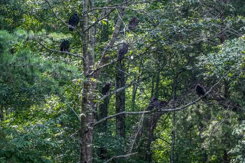 Turkey vultures in a tree Stock Photos