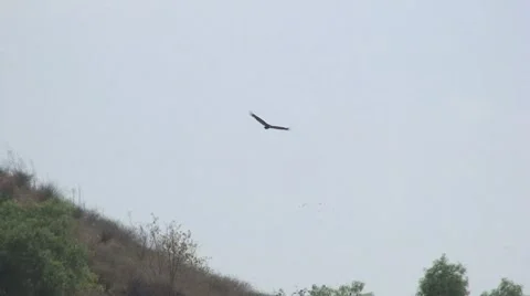 Turkey Vultures:  Two Circle Low Stock Footage 8682584