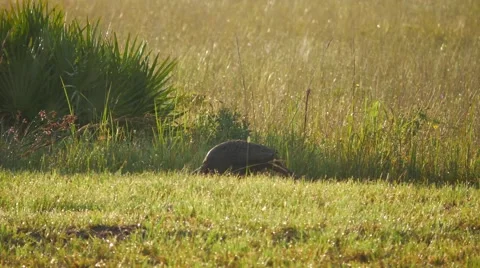 Turkey Walking Along Field Edge, Wide, 4K Stock Footage 65447428