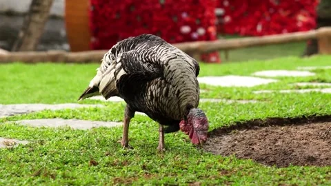 Turkey Walking and Foraging on Grass Stock Footage 345705741