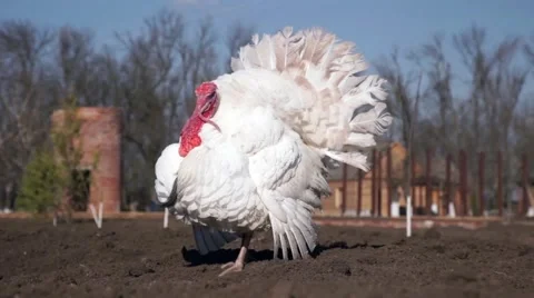Turkey walking on the farm Stock Footage 61881421
