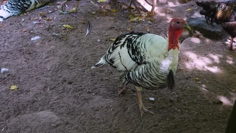 Turkey walking  Stock Footage 252223106