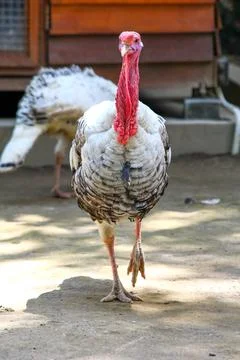 A turkey walking seen from the front Stock Photos