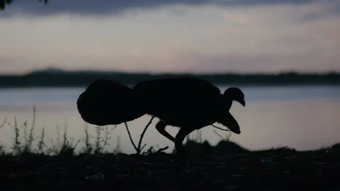 Turkey walking at sunset / Dawn Stock Footage 145824006