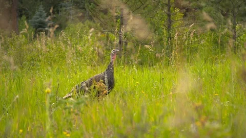 Turkey Walking Through Field Slow Motion Video stock 125714685