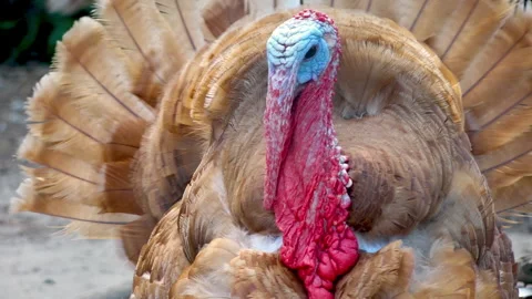 Turkey walks on the farm Vídeo Stock 220840680