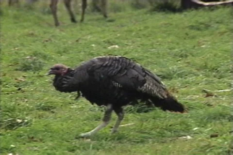 Turkey Walks in the Field Stock Footage 41834866