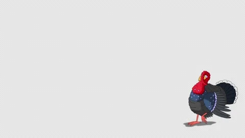 The turkey walks, gets scared and quickly runs away alpha matte 4K Stock Footage 186400183