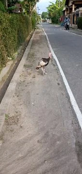 A Turkey Walks Stock Photos