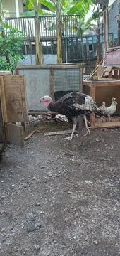 A Turkey Walks Foto stock