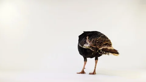 Turkey walks on a white screen Stock Footage 126389679