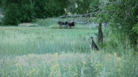 Turkey wild in the field HD Stock Footage 774358