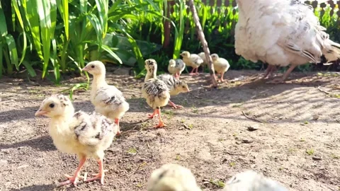 A turkey with young turkeys Stock-Footage 200019364