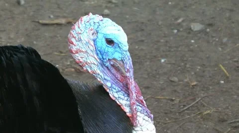 Turkey1 Stock Footage 11401388