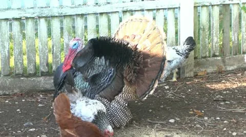 Turkey2 short Stock Footage 11404459